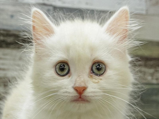 静岡県のスコティッシュフォールド (ペッツワン沼津店/2024年3月10日生まれ/女の子/レッドタビーホワイト)の子猫